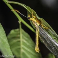 Nymphes myrmeleonoides (Blue eyes lacewing) at Hughes, ACT - 19 Dec 2020 by BIrdsinCanberra