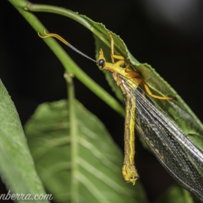 Nymphes myrmeleonoides (Blue eyes lacewing) at Hughes, ACT - 19 Dec 2020 by JonSteinbeck