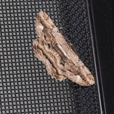 Scioglyptis lyciaria (White-patch Bark Moth) at Higgins, ACT - 18 Mar 2021 by AlisonMilton