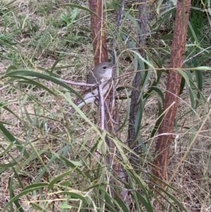 Pachycephala pectoralis at Murrumbateman, NSW - 21 Mar 2021