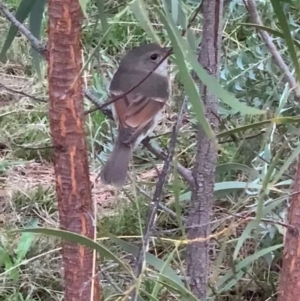 Pachycephala pectoralis at Murrumbateman, NSW - 21 Mar 2021