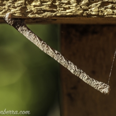 Geometridae (family) IMMATURE (Unidentified IMMATURE Geometer moths) at Hughes, ACT - 14 Nov 2020 by BIrdsinCanberra