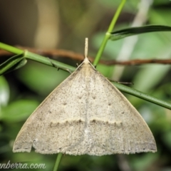 Epidesmia hypenaria (Long-nosed Epidesmia) at Hughes, ACT - 21 Nov 2020 by BIrdsinCanberra