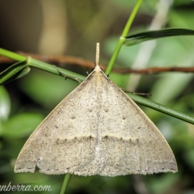 Epidesmia hypenaria (Long-nosed Epidesmia) at Hughes, ACT - 22 Nov 2020 by JonSteinbeck
