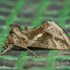 Chrysodeixis eriosoma (Green Looper) at Hughes, ACT - 29 Dec 2020 by JonSteinbeck