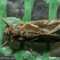 Chrysodeixis eriosoma at Hughes, ACT - 29 Dec 2020