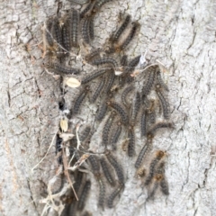 Leptocneria reducta (White cedar moth) at Higgins, ACT - 19 Mar 2021 by AlisonMilton