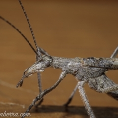 Zaprochilus australis (Twig-mimic katydid) at Hughes, ACT - 21 Nov 2020 by BIrdsinCanberra
