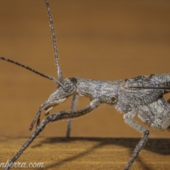 Zaprochilus australis at Hughes, ACT - 21 Nov 2020