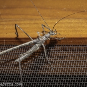 Zaprochilus australis at Hughes, ACT - 21 Nov 2020