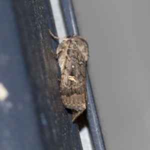 Proteuxoa bistrigula at Higgins, ACT - 18 Mar 2021