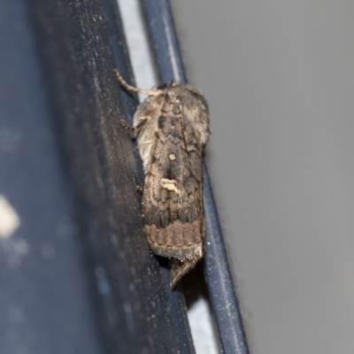 Proteuxoa bistrigula (An Owlet Moth) at Higgins, ACT - 18 Mar 2021 by AlisonMilton