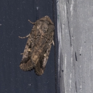 Proteuxoa bistrigula at Higgins, ACT - 18 Mar 2021