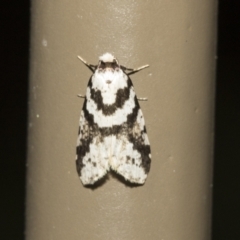 Unidentified Noctuoid moths (except Arctiinae) at ANBG - 16 Mar 2021 by AlisonMilton