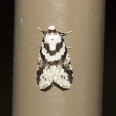 Unidentified Noctuoid moth (except Arctiinae) at Acton, ACT - 16 Mar 2021 by AlisonMilton