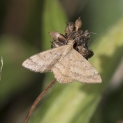 Scopula rubraria (Reddish Wave, Plantain Moth) at Hawker, ACT - 15 Mar 2021 by AlisonMilton