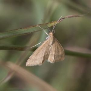 Scopula rubraria at Hawker, ACT - 16 Mar 2021