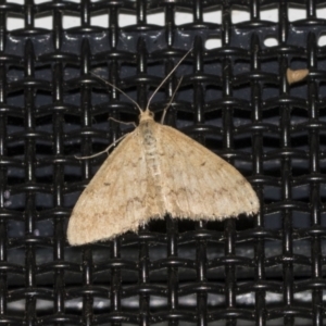 Scopula rubraria at Higgins, ACT - 18 Mar 2021 10:29 PM