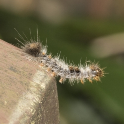 Lepidoptera unclassified IMMATURE (caterpillar or pupa or cocoon) at Acton, ACT - 16 Mar 2021 by AlisonMilton