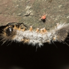 Lepidoptera unclassified IMMATURE at Acton, ACT - 16 Mar 2021 02:18 PM