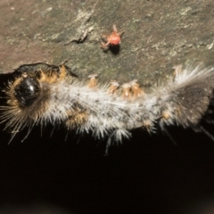 Lepidoptera unclassified IMMATURE at Acton, ACT - 16 Mar 2021 02:18 PM