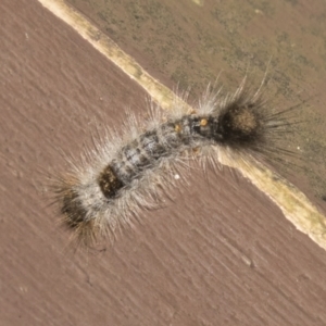 Lepidoptera unclassified IMMATURE moth at Acton, ACT - 16 Mar 2021