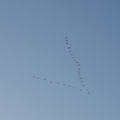 Threskiornis spinicollis (Straw-necked Ibis) at Acton, ACT - 6 Mar 2021 by Mike