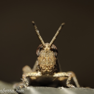 Goniaea opomaloides (Mimetic Gumleaf Grasshopper) at Hughes, ACT - 25 Dec 2020 by BIrdsinCanberra