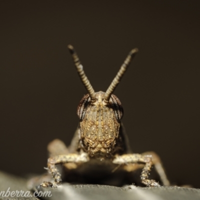 Goniaea opomaloides (Mimetic Gumleaf Grasshopper) at Hughes, ACT - 25 Dec 2020 by JonSteinbeck