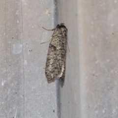 Lepidoscia (genus) ADULT (A Case moth) at Higgins, ACT - 18 Mar 2021 by AlisonMilton