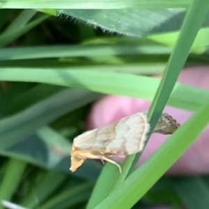 Meranda susialis at Murrumbateman, NSW - 23 Feb 2021