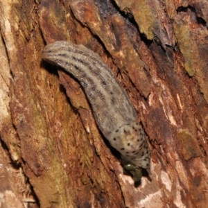 Limax maximus at Acton, ACT - 21 Mar 2021