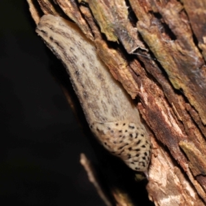 Limax maximus at Acton, ACT - 21 Mar 2021