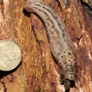 Limax maximus at Acton, ACT - 21 Mar 2021