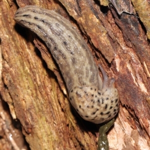 Limax maximus at Acton, ACT - 21 Mar 2021