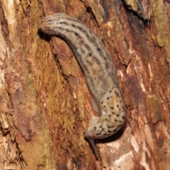 Limax maximus at Acton, ACT - 21 Mar 2021