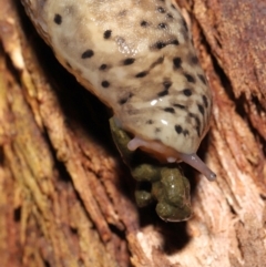 Limax maximus at Acton, ACT - 21 Mar 2021 01:07 PM