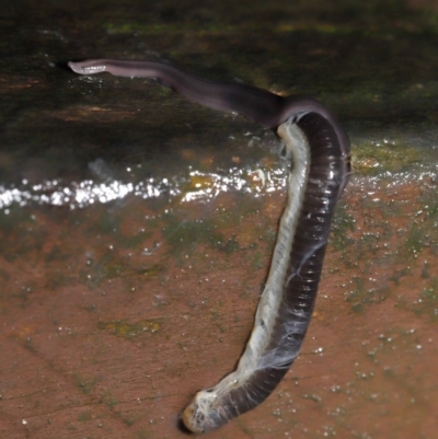 Anisorhynchodemus guttatus (Speckled flatworm) at Acton, ACT - 21 Mar 2021 by TimL