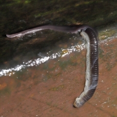 Anisorhynchodemus guttatus at Acton, ACT - 21 Mar 2021