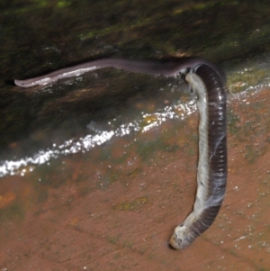 Anisorhynchodemus guttatus at Acton, ACT - 21 Mar 2021