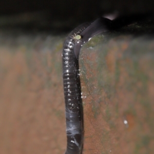 Anisorhynchodemus guttatus at Acton, ACT - 21 Mar 2021