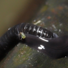 Anisorhynchodemus guttatus at Acton, ACT - 21 Mar 2021