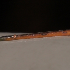 Hirudinea sp. (Class) (Unidentified Leech) at Acton, ACT - 21 Mar 2021 by TimL