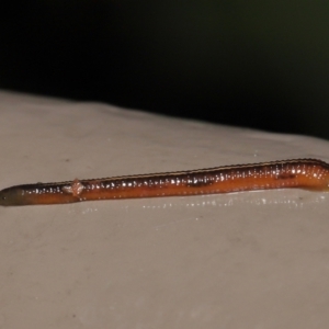 Hirudinea sp. (Class) at Acton, ACT - 21 Mar 2021