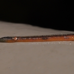 Hirudinea sp. (Class) at Acton, ACT - 21 Mar 2021