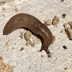 Ambigolimax nyctelia (Striped Field Slug) at Garran, ACT - 10 Mar 2021 by Tapirlord