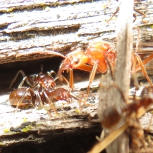 Papyrius sp (undescribed) at Paddys River, ACT - 20 Mar 2021