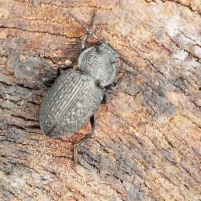Adelium porcatum (Darkling Beetle) at Umbagong District Park - 20 Mar 2021 by tpreston
