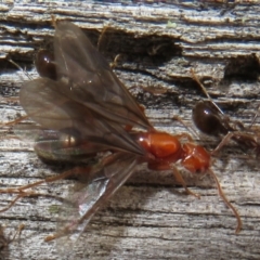 Papyrius sp (undescribed) (Hairy Coconut Ant) at Paddys River, ACT - 20 Mar 2021 by Christine