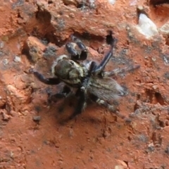 Maratus griseus at Flynn, ACT - 19 Mar 2021